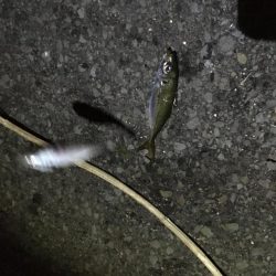 同付き仕掛けでアジ順調